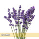 Lavender-Maillette 法國真薰衣草